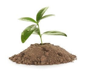 Heap of soil with young plant on white background