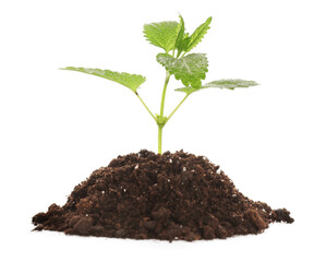 Heap of soil with young plant on white background