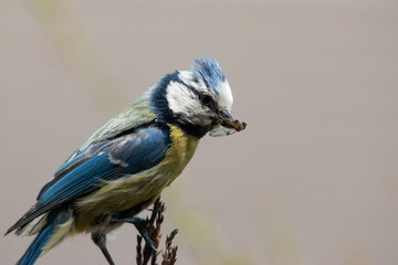 blue tit on a branch