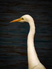 great egret