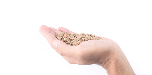 Coffee beans unroasted in hand isolated