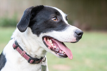 Black and white dog profile portrait