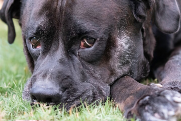 Close up of aging black dog looking up