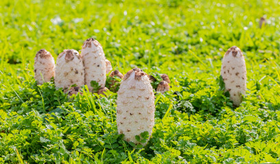 Shaggy Mane Wild edible mushroom growing in a country meadow