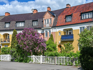 Lilac blooming in the gardens of the English style townhouses along the Southern Promenade in Norrkoping, a historic industrial town.