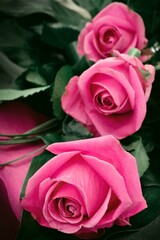 Three vibrant pink roses in a bouquet , soft green leaves surrounding