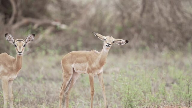 Impala Antilopen Kitz in afrikanischer Savanne mit Muttertiere