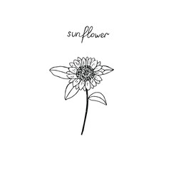 Sunflower, lettering, vector illustration, hand drawing