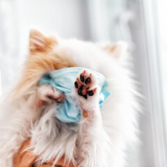 white fluffy dog in a medical mask, virus protection