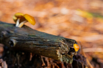 Close-up Mushrooms in a Pine Forest Plantation in Tokai Forest Cape Town