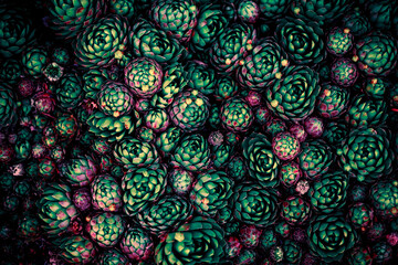 Many small succulent succulents Sempervivum arachnoideum. Natural red-green background. . Toned