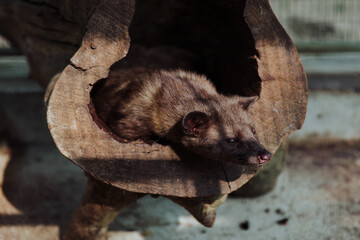 Captivated Luwak cat (Asian palm civet) resting in a log placed in its cage, COFFEE PLANTATION, BALI, INDONESIA