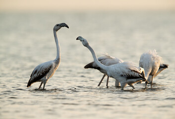 Greater Flamingos quarrel in the morning, Asker, Bahrain
