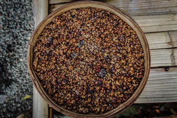 Close up shot of   Kopi Luwak aka Civet Coffee beans; world's most expensive coffee excreted by asian palm civet