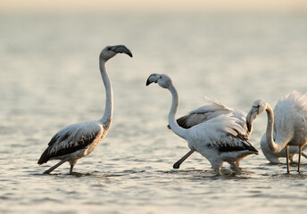 Greater Flamingos fight in the morning, Asker, Bahrain