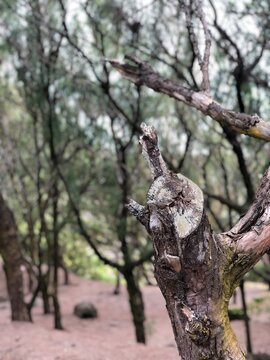 ARBRE