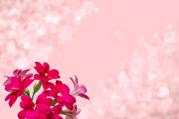 Greeting card template. Selective focus on gorgeous blooming red pink flowers on abstract festive light pink background. Design template for mother day, wedding, valentine, birthday or other holidays.