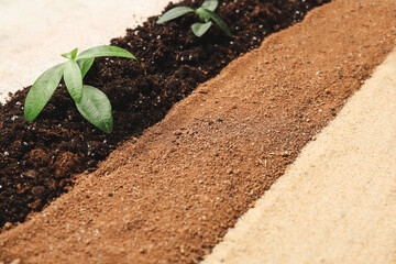 Different types of soil with green plants, closeup