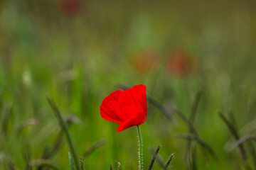 A Vibrant Poppy