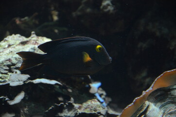 Tropical fish in aquarium, Frankfurt am Main (Germany)