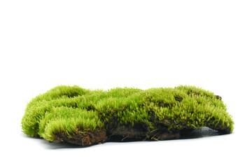 Moss green on white background.