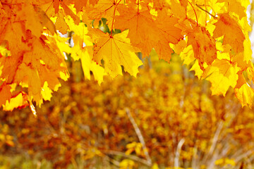 Fototapeta na wymiar bright autumn leaves