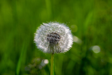 Dandelion flower seed head on a green background.