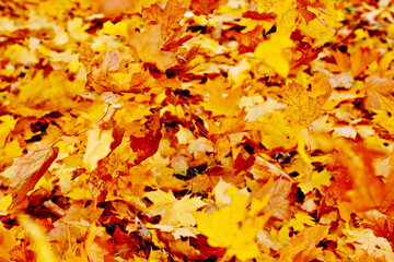Naklejka na ściany i meble bright autumn leaves