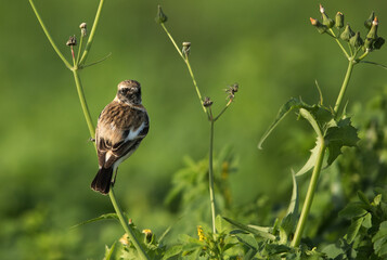 European stonechat perched on a branch, Bahrian