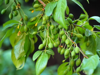 Gardening.Young green unripe plum fruit born on a tree branch.