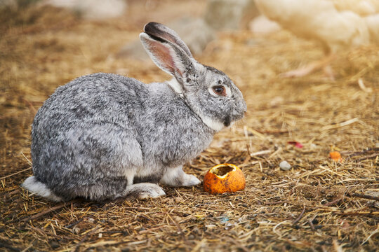 A large gray rabbit sits and eats an orange. Close-up. Hight quality photo