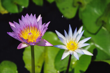 Macro shot of lotus water lily in pond