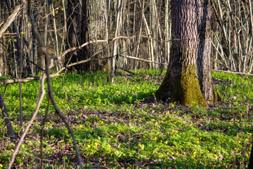 A carpet of bright green vegetation in the middle of the forest. Sunny spring day
