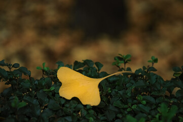 Close-up of yellow leaf