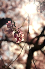 Close up of cherry blossom hanging on tree