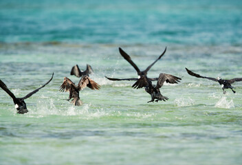  Great Cormorant flying