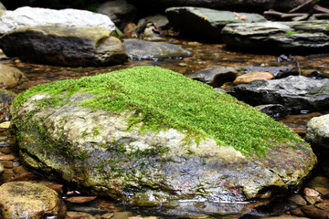 Naklejka na ściany i meble Moss green on stone in forest.