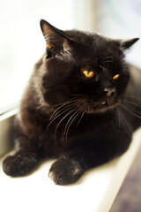 Vertical portrait of black cat with yellow eyes looking away. Homeless cat after eyes surgery and medical treatment looking for new home. Veterinarian vaccination and sterilization.