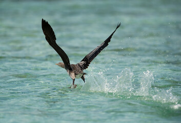 Socotra cormorant takeoff