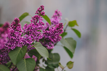 Beautiful branches of blossoming lilac in a spring garden.