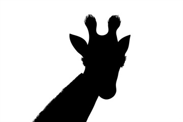 Vector silhouette of giraffe on white background. Symbol of animal.