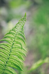 Fototapeta na wymiar Beautiful fresh fern leaf in a forest.
