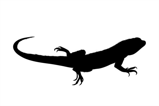 Vector silhouette of lizard on white background. Symbol of animal.