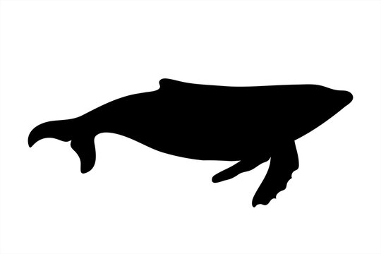 Vector silhouette of whale on white background. Symbol of ocean animal.