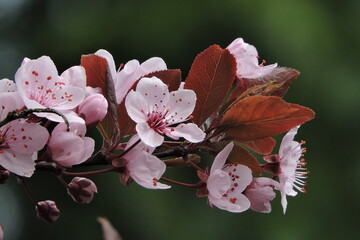 Kwitnące drzewo z różowymi kwiatami