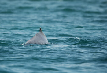 Dolphin moving awat from the boat