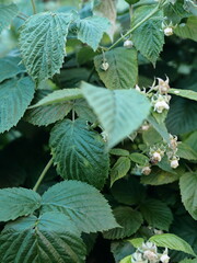 Gardening.Blooming raspberry shoots and green unripe berries in the garden.