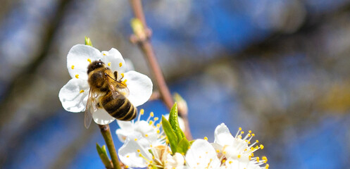 Bee on a flowering tree close-up with white beautiful fresh flowers sunny day, floral natural background