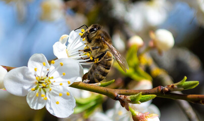 Bee on a flowering tree close-up with white beautiful fresh flowers sunny day, floral natural background
