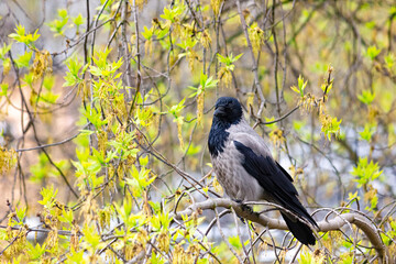 A young gray raven is sitting on a branch among the foliage.